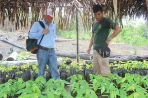 Avanzan trabajos de proyecto cacao en todos los sectores de Atalaya