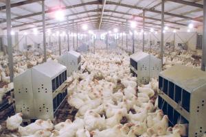 Aviagen se alía con Grupo Rocío para expandirse en América Latina