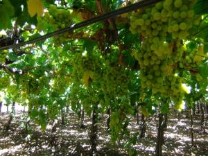AVIBIOL culmina ensayo técnico sobre aumento de SST en uva Sweet Globe