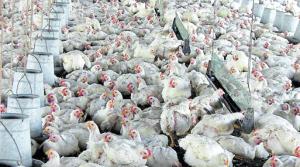 Avinka y Ganadera Santa Elena se fusionaron