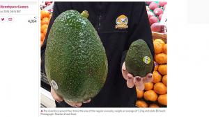 “Avozillas”, las paltas gigantes que se venden en Australia