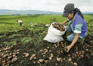 Ayacucho: agricultores de papa aumentaron su producción en 20% con uso de semillas certificadas