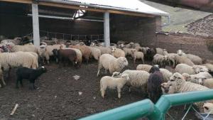Ayacucho: Agro Rural entregó 10 cobertizos en Huanta