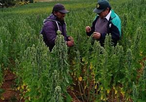 Ayacucho: proyecto multiplica rendimiento por hectárea de quinua orgánica