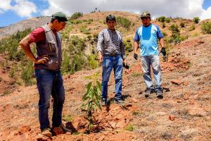 Ayacucho: Proyecto palto de La Mar continúa en crecimiento con injerto de plantones