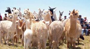 Ayacucho y Puno implementan programa para recuperación de calidad genética en alpacas