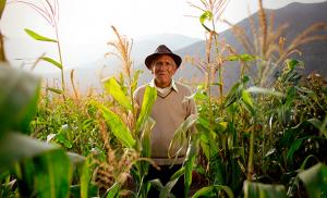 Backus y Midagri revaloran el maíz amarillo duro peruano