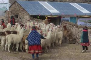 Bajas temperaturas en Perú ponen en peligro al 40% del ganado