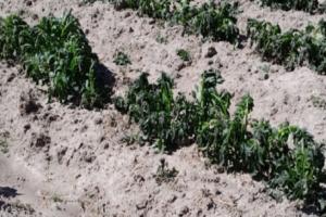 Bajas temperaturas en Puno afectan diversos cultivos