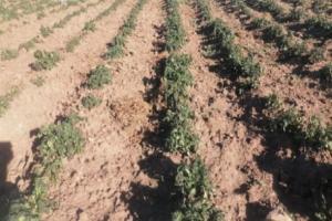 Bajas temperaturas en Puno afectan diversos cultivos del altiplano