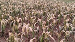 Bajas temperaturas nocturnas impactan en el desarrollo de la campaña agrícola 2025/2026