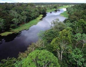  BAJO CAUDAL DEL AMAZONAS AFECTA LA ACTIVIDAD AGROPEACUARIA