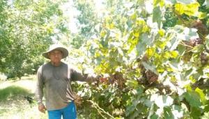 Bajo precio de la uva golpea a pequeños agricultores en el distrito de Santiago