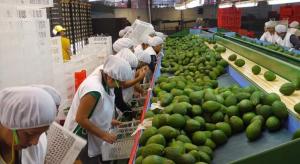 Balanza comercial agraria de Perú registró un superávit de US$ 494 millones en el primer semestre del 2021