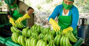 Bananeros de Tumbes proyectan exportar más de cinco contenedores de banano orgánico a Chile