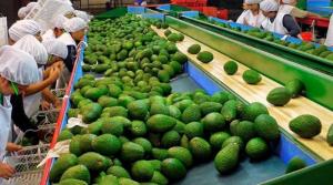 Bananos, mangos y paltas de Perú tienen potencial en Argentina