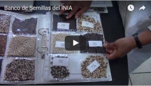 Banco de Semillas del INIA preserva 64 especies claves por sus características alimenticias o en peligro de extinción