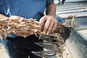 Basf firmó acuerdo para adquisición de partes significativas del negocio de semillas y de herbicidas no selectivos de Bayer