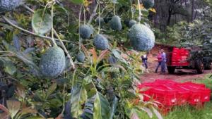 BBC: La “policía de los aguacates” que custodia el “oro verde” de México
