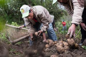 Bélgica aportó más de 100 millones de euros al sector agrícola peruano en los últimos 50 años
