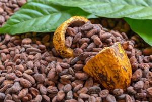 Bélgica será sede de la quinta edición de la Conferencia Mundial del Cacao