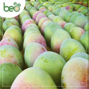 Beo S.A.C. crecerá 60% este año con su ingreso a Centroamérica y Sudamérica