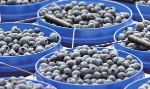 Berry People firma alianza con productores peruanos