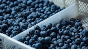 Beta impulsa el crecimiento del sector arándano en Perú con una expansión de hectáreas