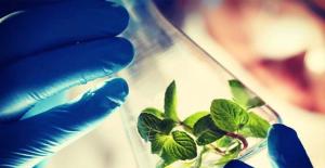 Biotecnología: 88 millones de hectáreas de productos agrícolas mejorados se han plantado en la región del Asia-Pacífico