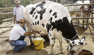 Bloqueo de vía en Arequipa impide traslado de leche de los ganaderos hacia Lima