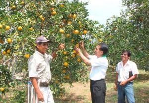 BOLIVIA RESTRINGE INGRESOS DE CÍTRICOS QUE PROVENGAN DE BRASIL, ARGENTINA Y PARAGUAY