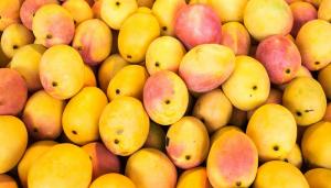 Brasil bate récord de exportaciones de mango en 2023