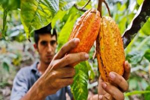 Brasil, Colombia y Perú trabajan agenda común para el cacao sostenible de la Amazonía