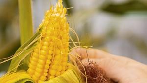 Brasil empezaría a exportar maíz a China antes de fin de año