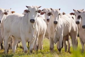 Brasil es el mayor exportador de carne de bovino del mundo