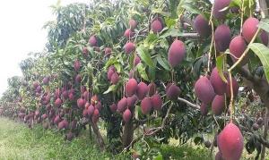 Brasil estima un incremento del 8% en los volúmenes de exportación de mango