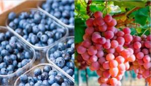 Buena campaña de uva y arándanos atenúa baja en exportaciones agrícolas de Perú