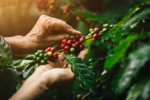 Buenas perspectivas para el café orgánico en Europa