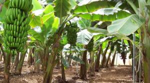 Buscan desarrollar bananos adaptados al valle de Chavimochic