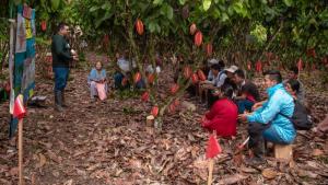 Cacao del Alto Huallaga supera los 1,000 kilos por hectárea