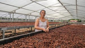 Cacao fortalece la economía lícita de 4.865 familias productoras en el Vraem