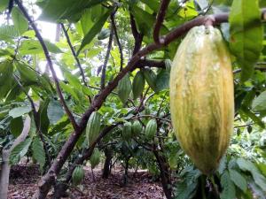 Cacao Gran Blanco de Piura gana el Premio Nacional de Calidad
