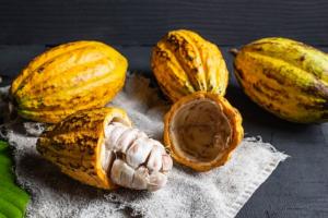Cacao presenta buenas expectativas de exportación para el presente año