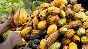 Cacao registra su mayor caída en dos semanas por la mejora del tiempo en África