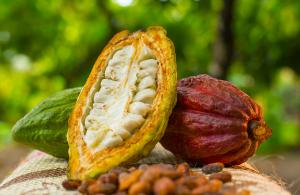 Cacaoteros del Cusco mejorarán cultivos con guano de las islas
