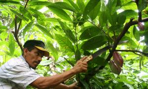 Cacaoteros son capacitados en nutrición integral y podas oportunas en cacao
