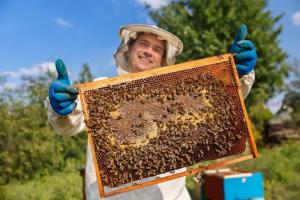 Cada apicultor pierde en promedio cuatro colmenas, lo que representa el 12% de su posesión total   