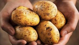 Cada día se colocan en Lima 1.500 toneladas de papas comerciales mientras que las nativas apenas llegan a 70 toneladas