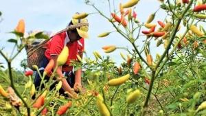 Cadena de capsicum activa medidas preventivas ante posible fenómeno El Niño