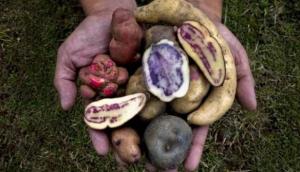 Cadena de supermercados puso a la venta siete variedades de papas nativas de colores